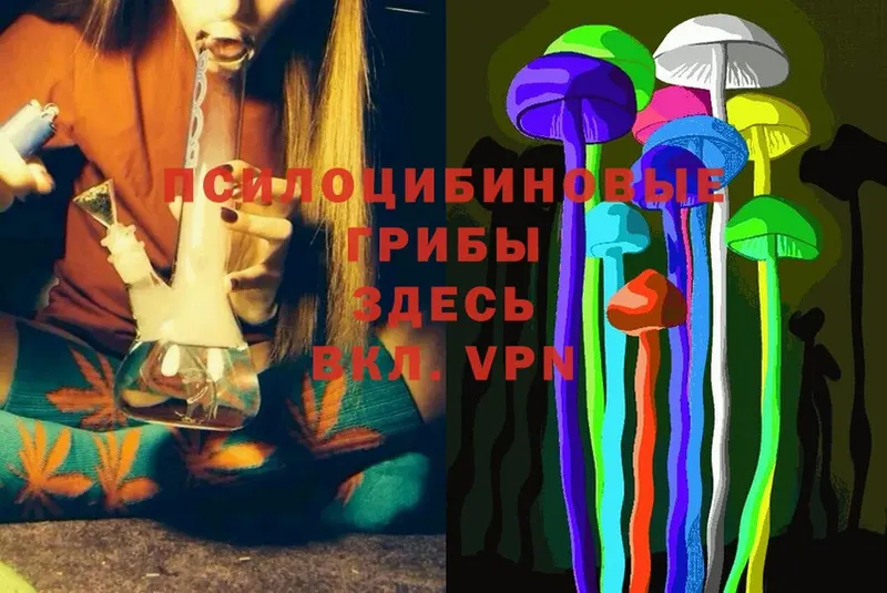 Псилоцибиновые грибы Psilocybine cubensis  магазин продажи   Чернушка 